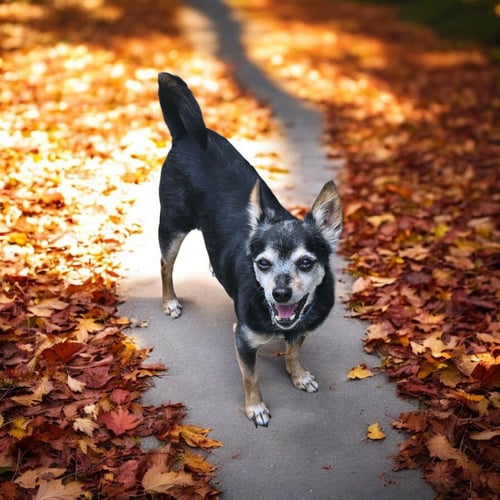 TINY *FTA* - Chihuahua available for adoption
