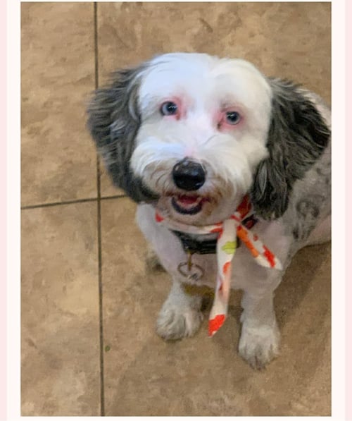 DELILAH - Sheep Dog / Poodle (unknown type) available for adoption