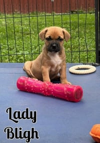 Whiskey Pups - Lady Bligh - Photo 3