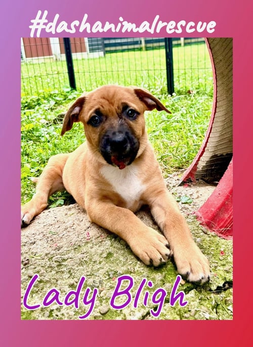 WHISKEY PUPS - LADY BLIGH - Boxer / Australian Shepherd available for adoption