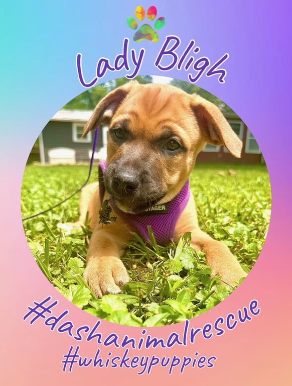 Whiskey Pups - Lady Bligh Image