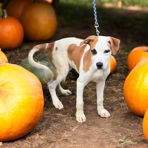 BENNY - Labrador Retriever / Hound for adoption in Columbus