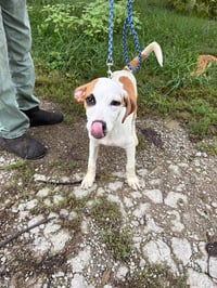 Benny - Photo 5