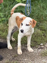 Benny - Photo 3