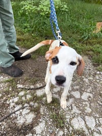 Benny - Photo 6
