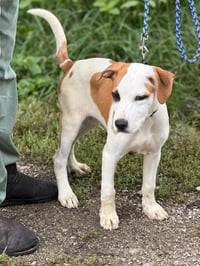 Benny - Photo 4