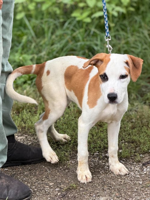 BENNY - Labrador Retriever / Hound available for adoption