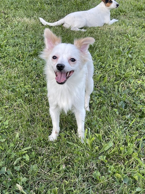 FLUFFY - Pomeranian available for adoption