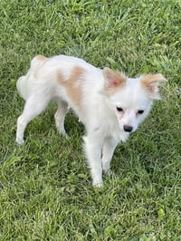Fluffy - Photo 2