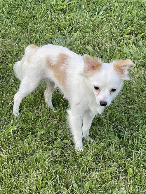 FLUFFY - Pomeranian available for adoption