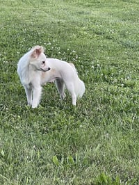 Fluffy - Photo 4