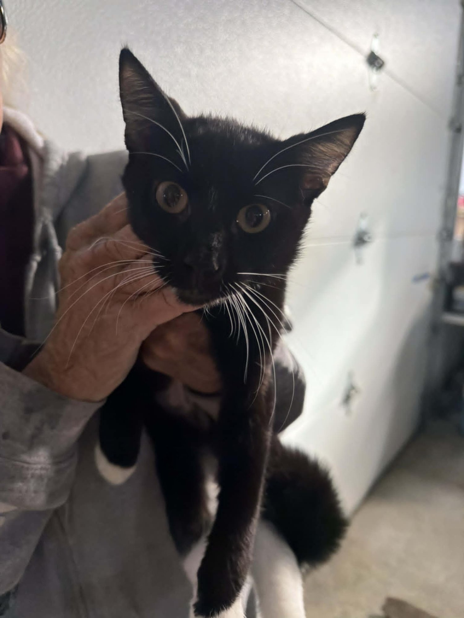 WHISKERS (KITTY) - Domestic Short Hair available for adoption