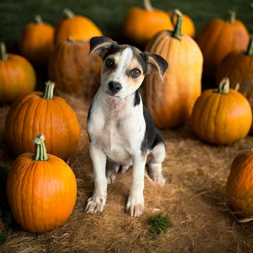 MOSS - Chihuahua / Beagle available for adoption