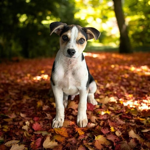 MOSS - Chihuahua / Beagle available for adoption