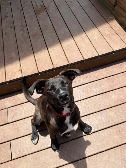 LANEY - Labrador Retriever / Shepherd available for adoption