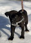 Laney - Photo 11