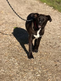 Laney - Photo 9