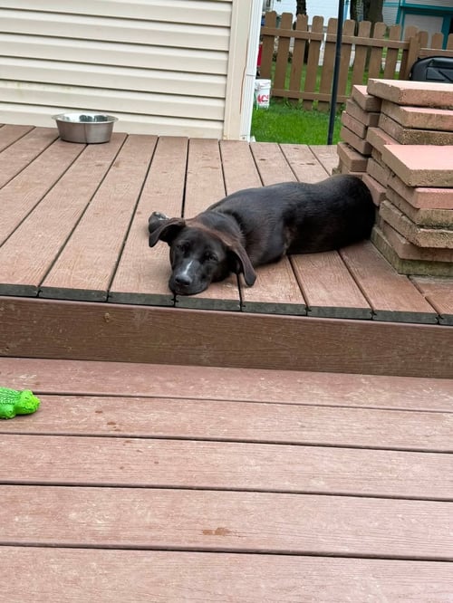 LANEY - Labrador Retriever / Shepherd available for adoption