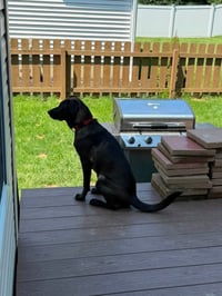 Laney - Photo 5