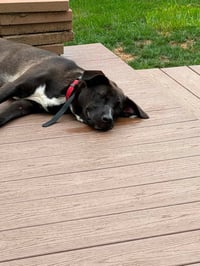 Laney - Photo 4