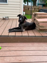 Laney - Photo 3