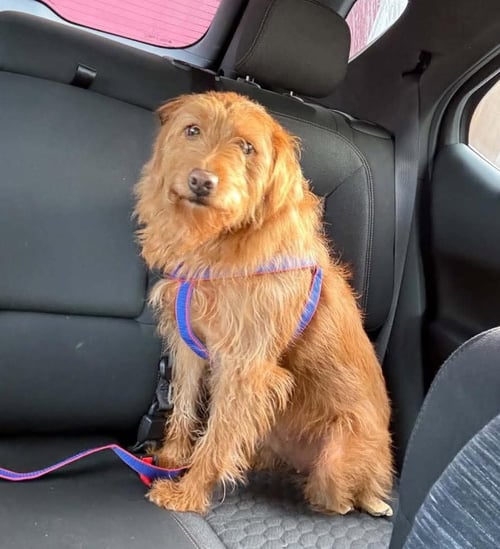 FIONA - Labrador Retriever / Poodle (unknown type) available for adoption