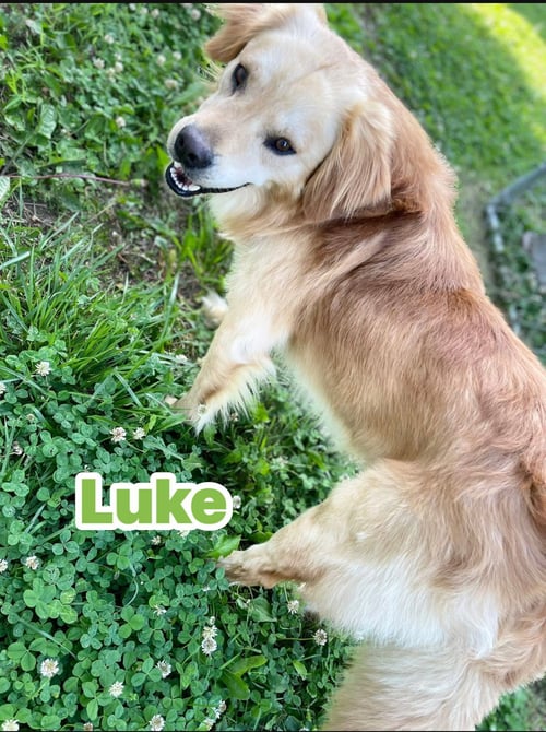 LUKE - Golden Retriever available for adoption