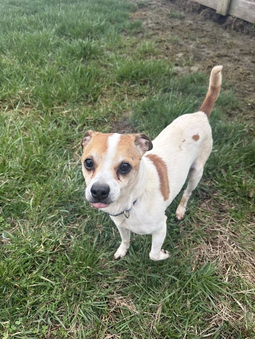 JASMINE (JAZZ) - Chihuahua available for adoption