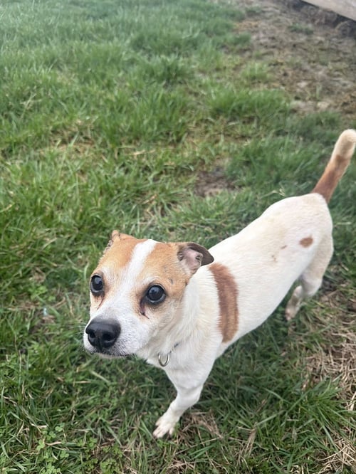 JASMINE (JAZZ) - Chihuahua available for adoption