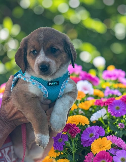 MONTANA - Dachshund / Corgi available for adoption