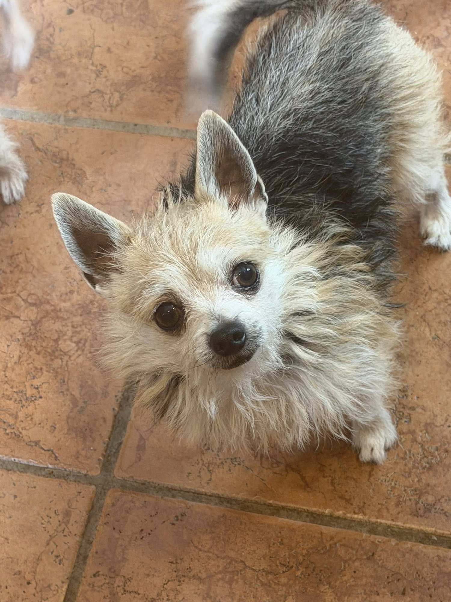 LOW RIDER - Chihuahua available for adoption
