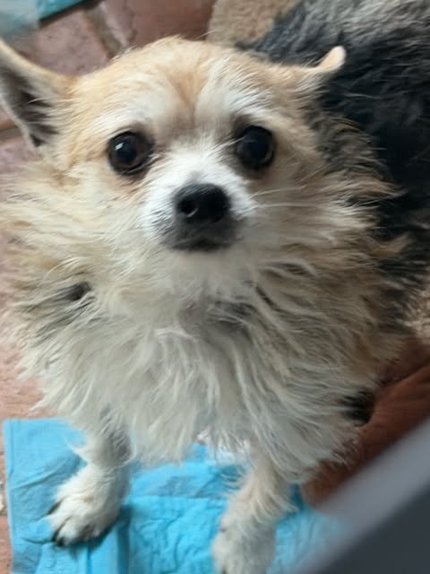 LOW RIDER - Chihuahua available for adoption