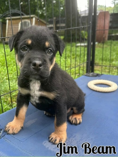 WHISKEY PUPS - JIM BEAM - Boxer / Australian Shepherd available for adoption