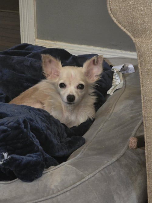 FLUFF - Chihuahua available for adoption