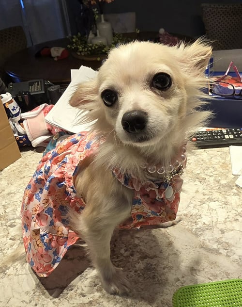 FLUFF - Chihuahua available for adoption