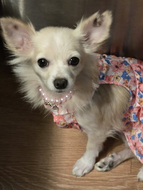 FLUFF - Chihuahua available for adoption