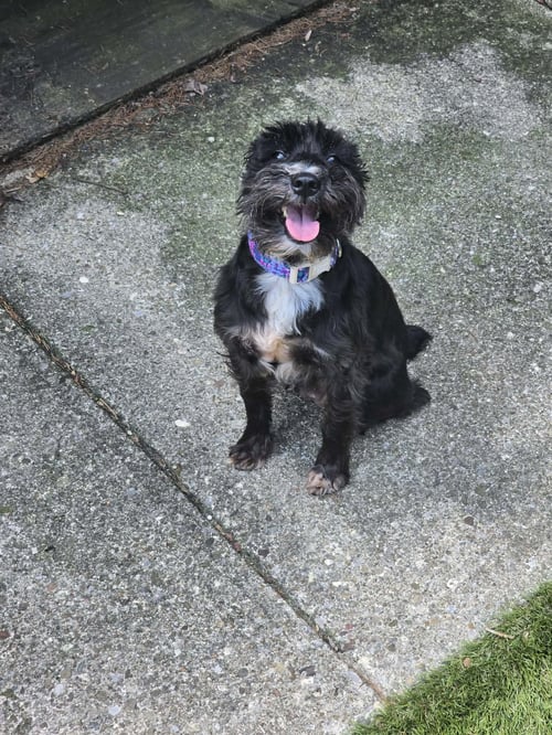 JOURNEY - Miniature Schnauzer available for adoption