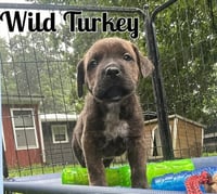 Whiskey Pups - Wild Turkey - Photo 1