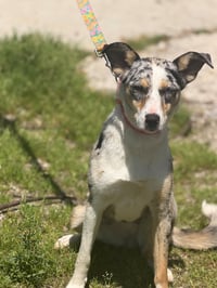 Honey - Photo 5