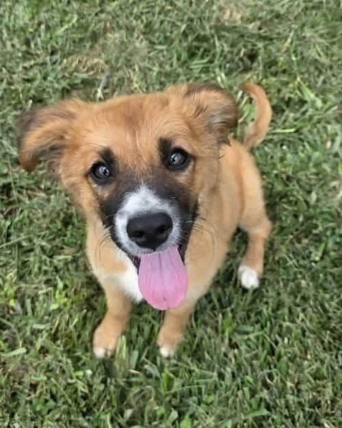 SPICE - Collie available for adoption