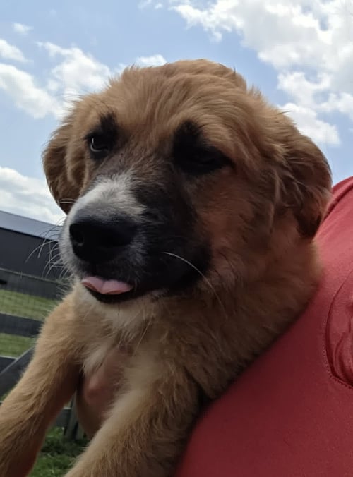 SPICE - Collie available for adoption