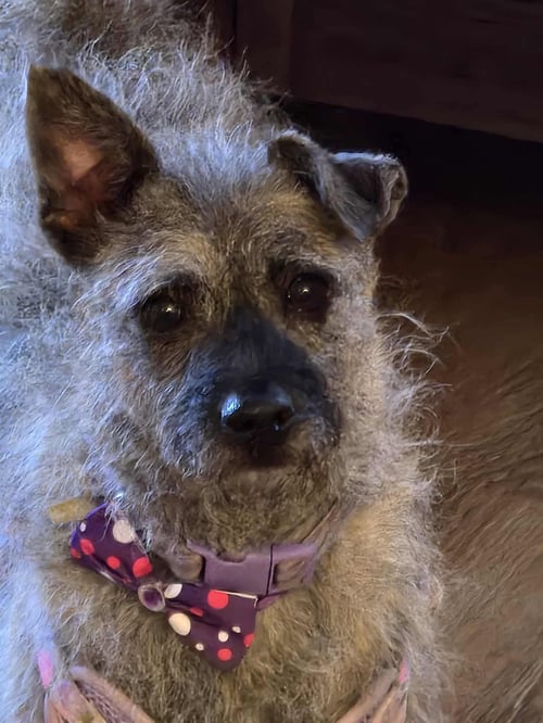 THISTLE *FTA* - Terrier available for adoption