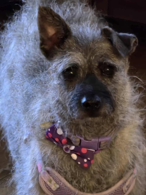 THISTLE *FTA* - Terrier available for adoption