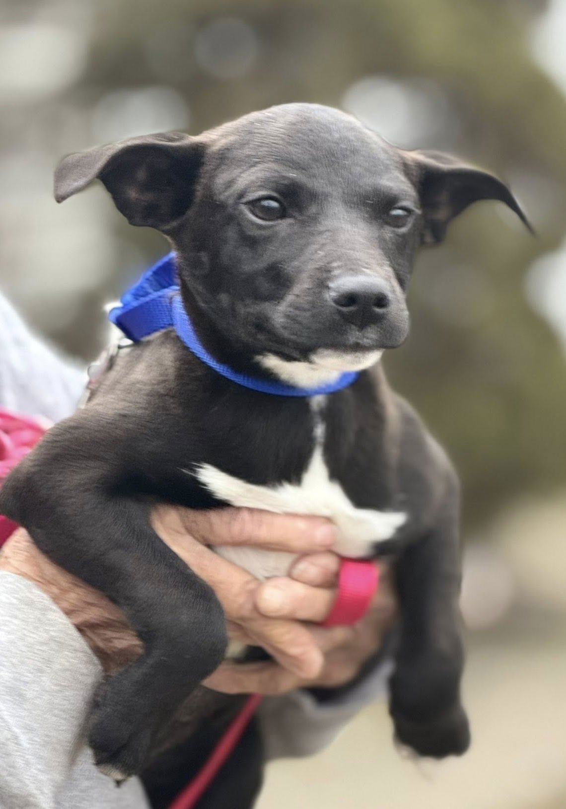 DOBBY - Jack Russell Terrier available for adoption