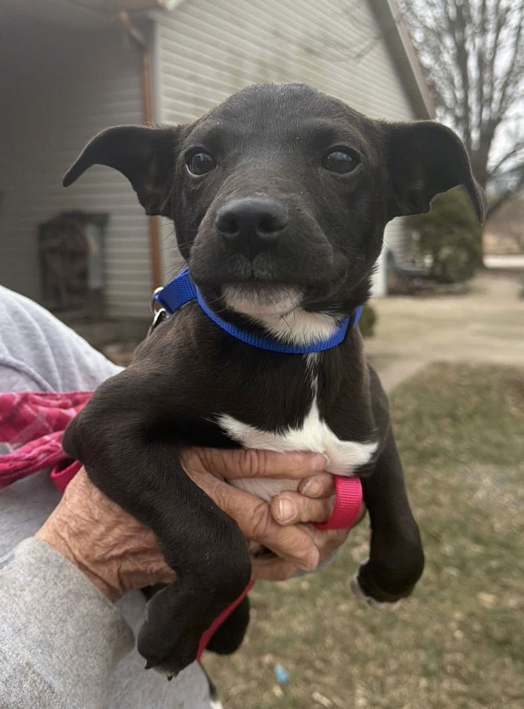 DOBBY - Jack Russell Terrier available for adoption