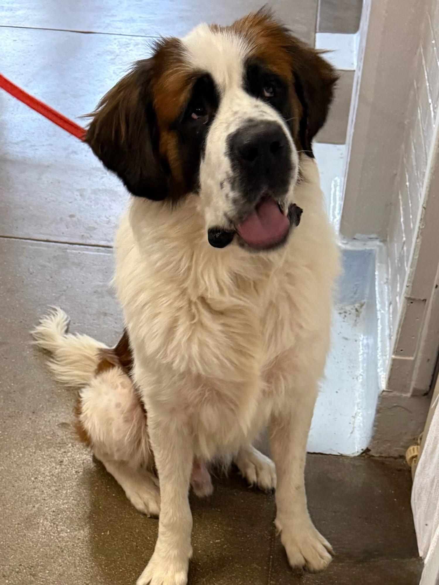 CHAMP - Saint Bernard available for adoption
