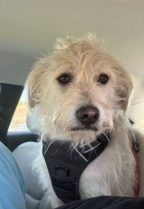 MACY - Poodle (unknown type) available for adoption