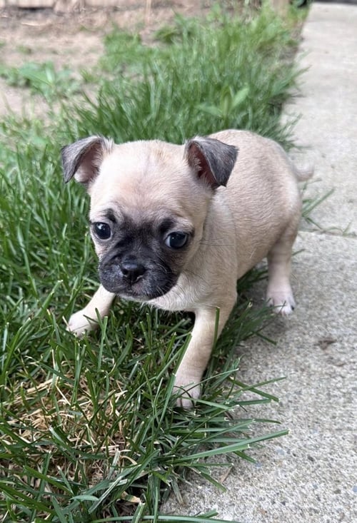 VINTAGE REDS - MORGAN - Chihuahua / Pug available for adoption