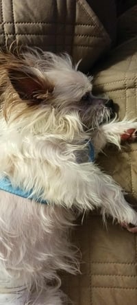 Biscuit - Photo 7