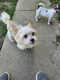 Biscuit - Photo 11